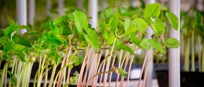 Proyecto Germo para CIAT 02