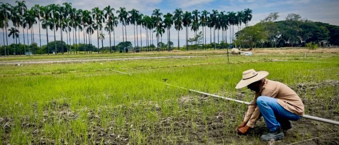 Proyecto Germo para CIAT 10