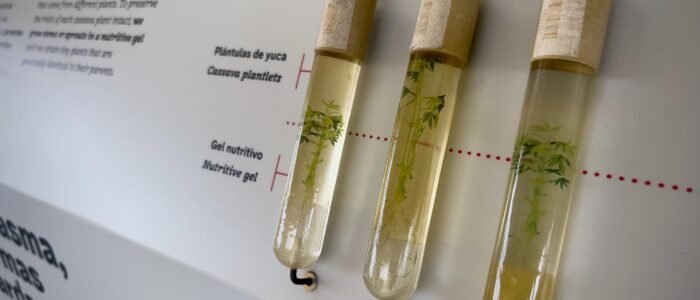 Proyecto Germo para CIAT 14